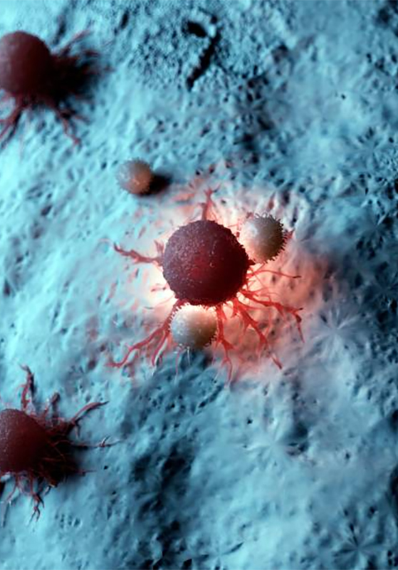 Exámenes Parasitológicos– Laboratorio San Andrés